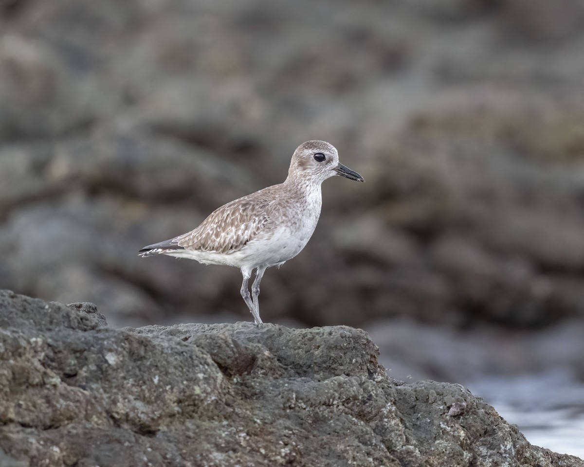 Black-bellied Plover - Graham Deese