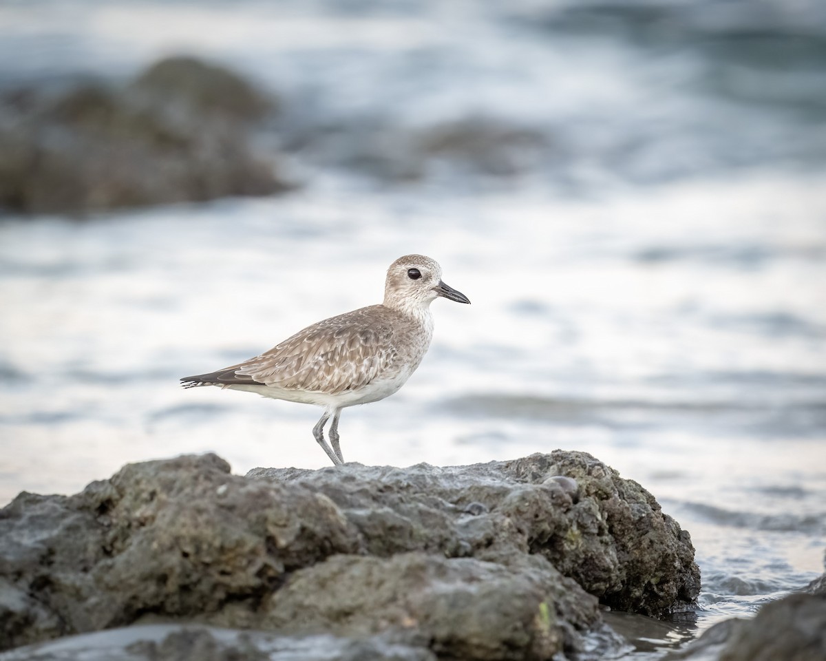 Black-bellied Plover - ML613929345