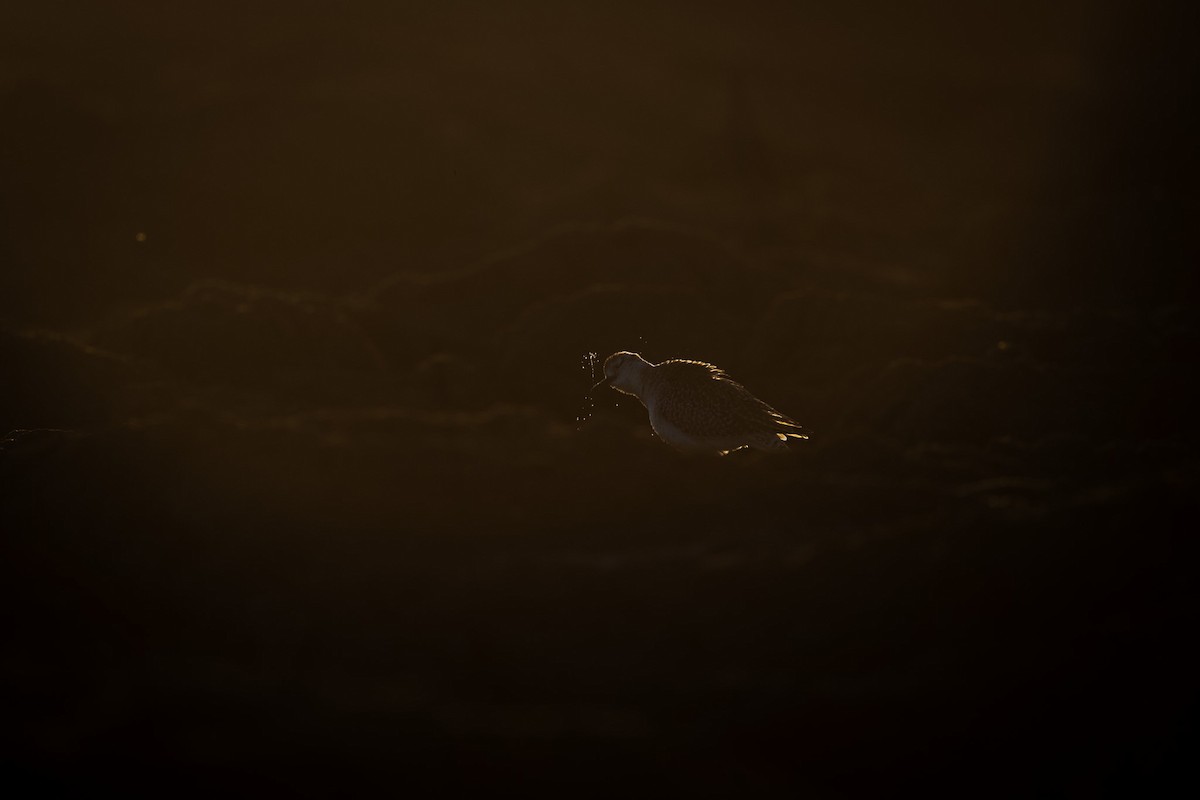 Black-bellied Plover - ML613929355