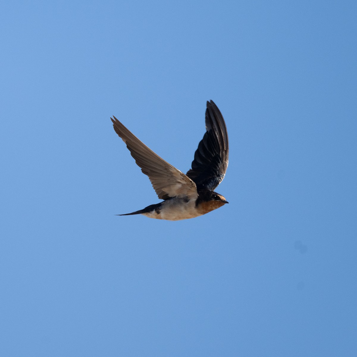 Barn Swallow - Graham Deese