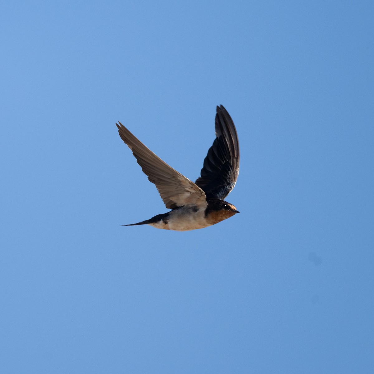 Barn Swallow - ML613929477