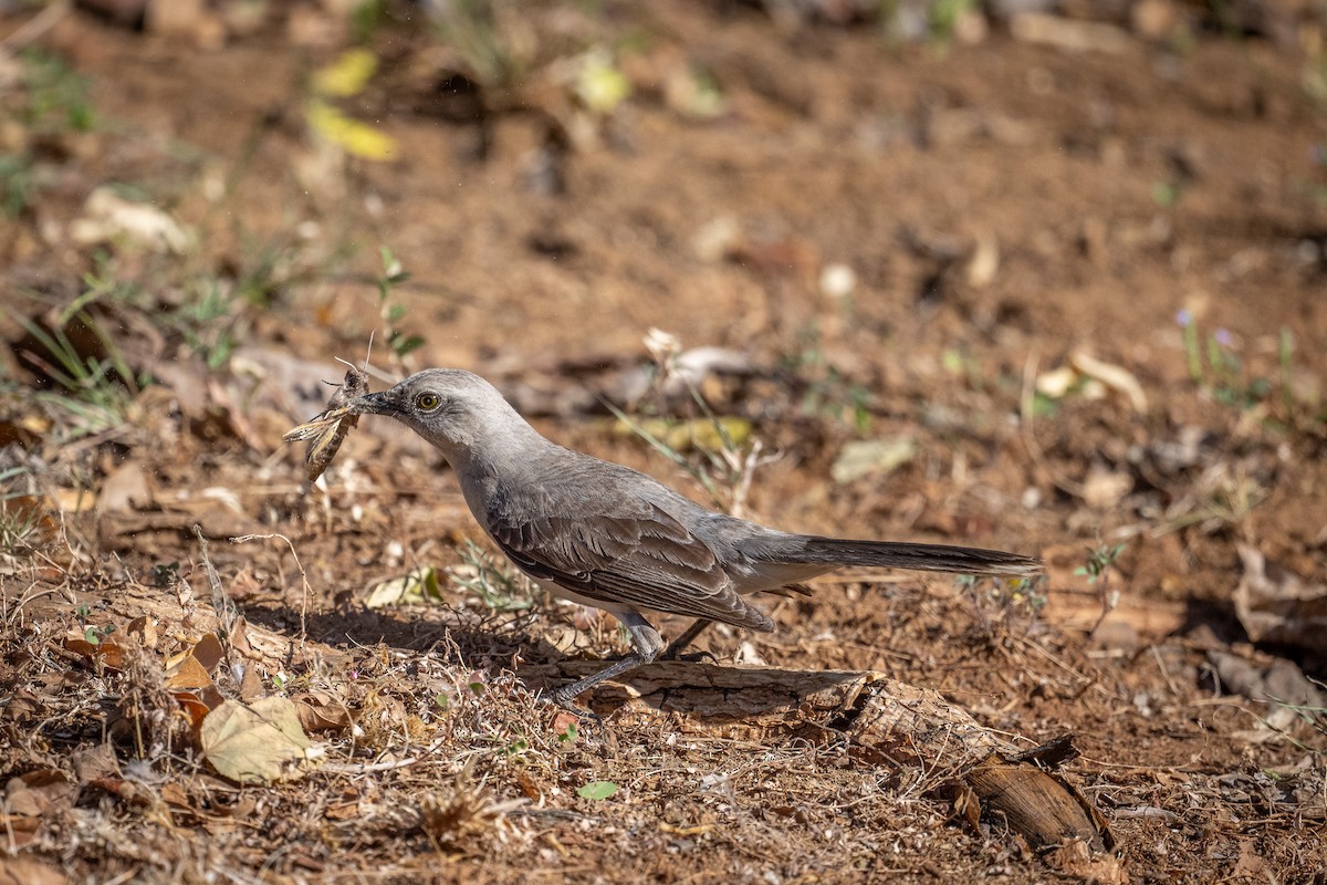 Tropical Mockingbird - ML613929482