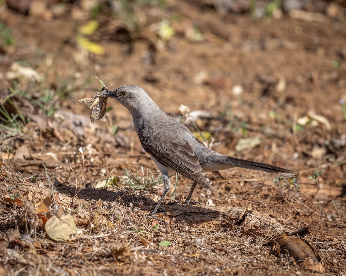 Tropical Mockingbird - ML613929483