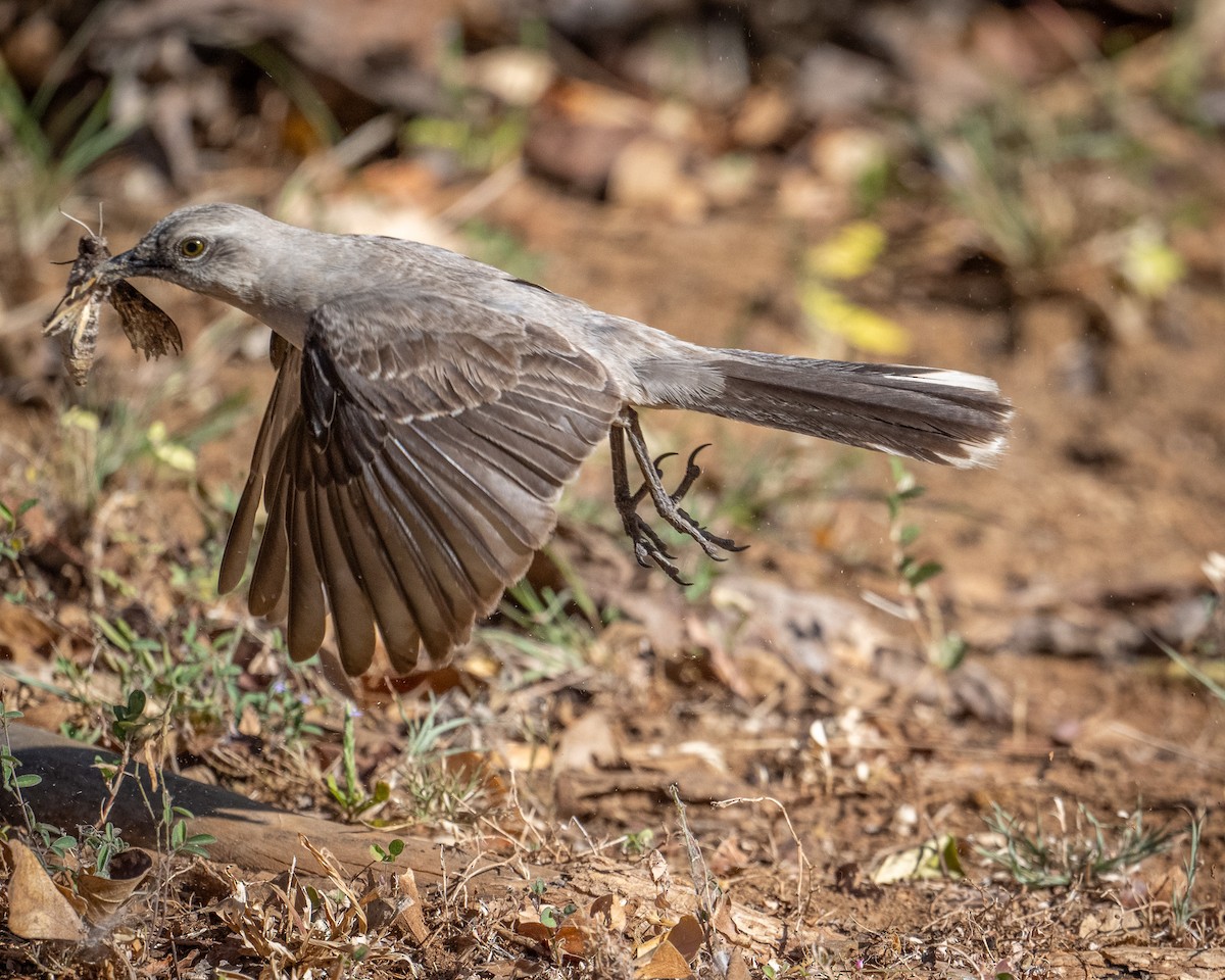 Tropical Mockingbird - Graham Deese