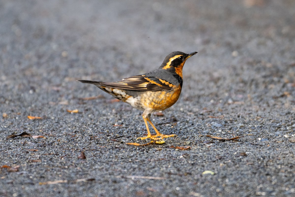 Varied Thrush - ML613929549