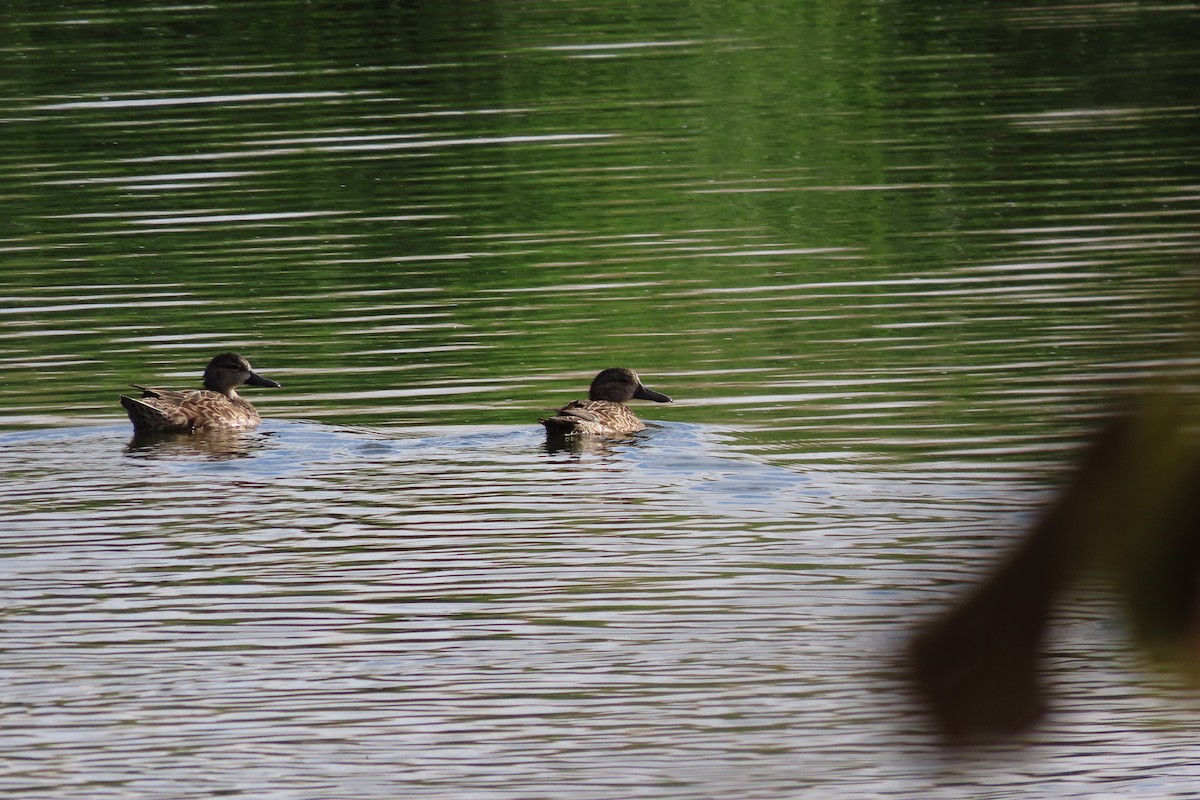 Blue-winged Teal - Jose Robles