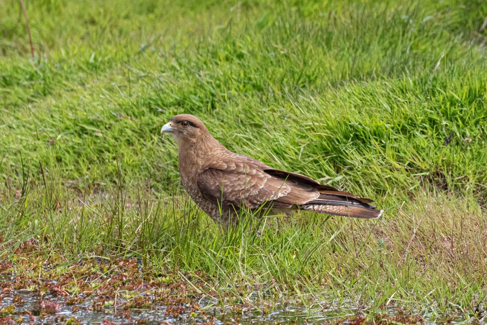 Chimango Caracara - Denis Corbeil