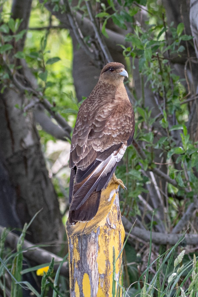 Chimango Caracara - ML613929916