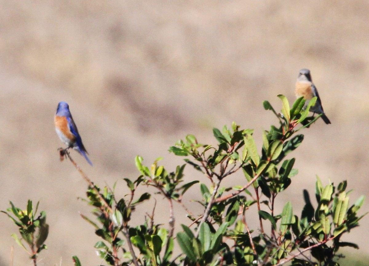 Western Bluebird - ML613929959