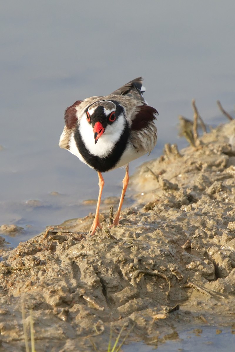 Black-fronted Dotterel - ML613930105