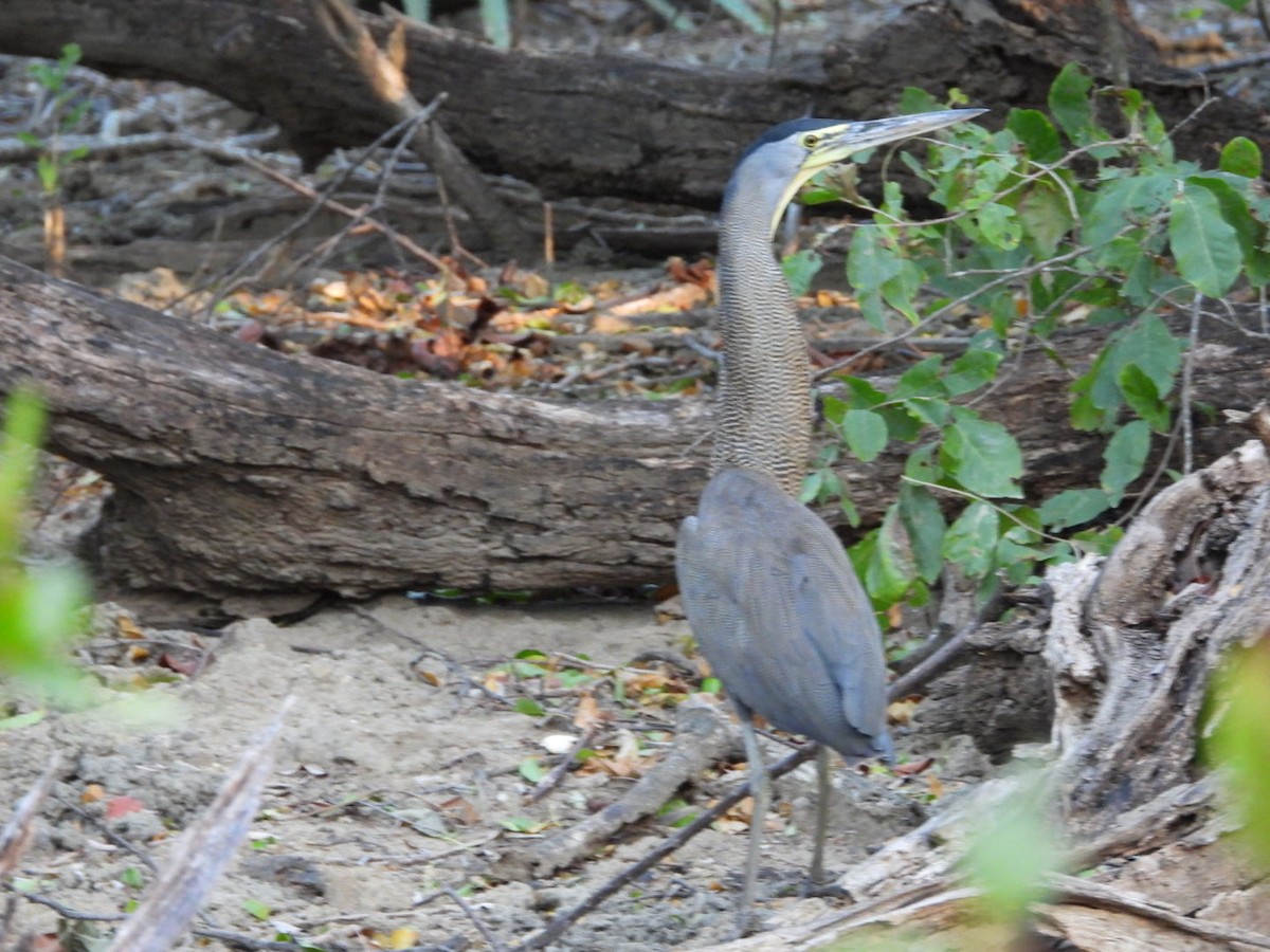 Bare-throated Tiger-Heron - ML613930122