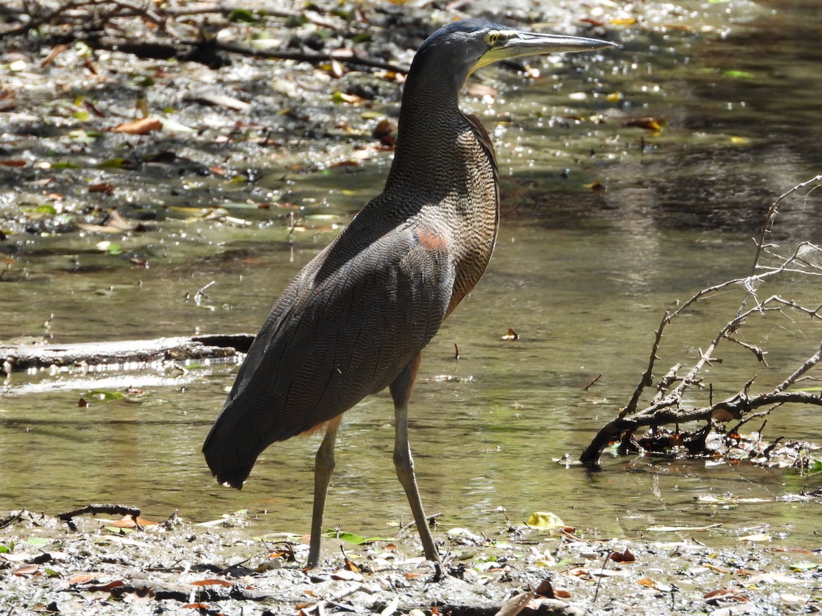 Bare-throated Tiger-Heron - Olivier Dansereau