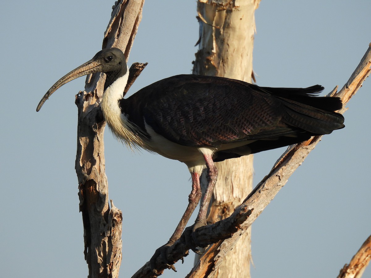 Straw-necked Ibis - ML613930137