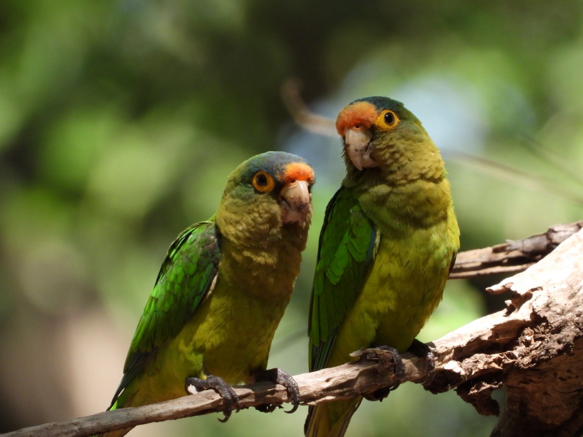 Aratinga Frentinaranja - ML613930139