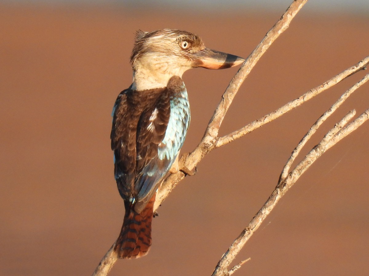 Blue-winged Kookaburra - ML613930150