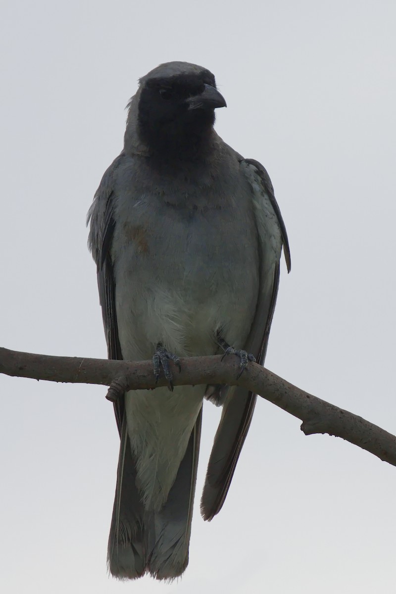 Black-faced Cuckooshrike - ML613930160