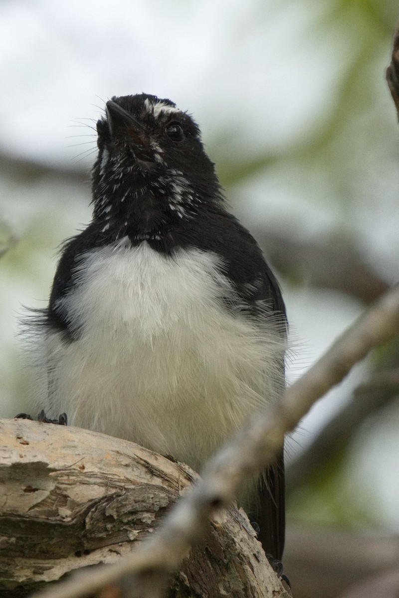 Willie-wagtail - Ed Pierce