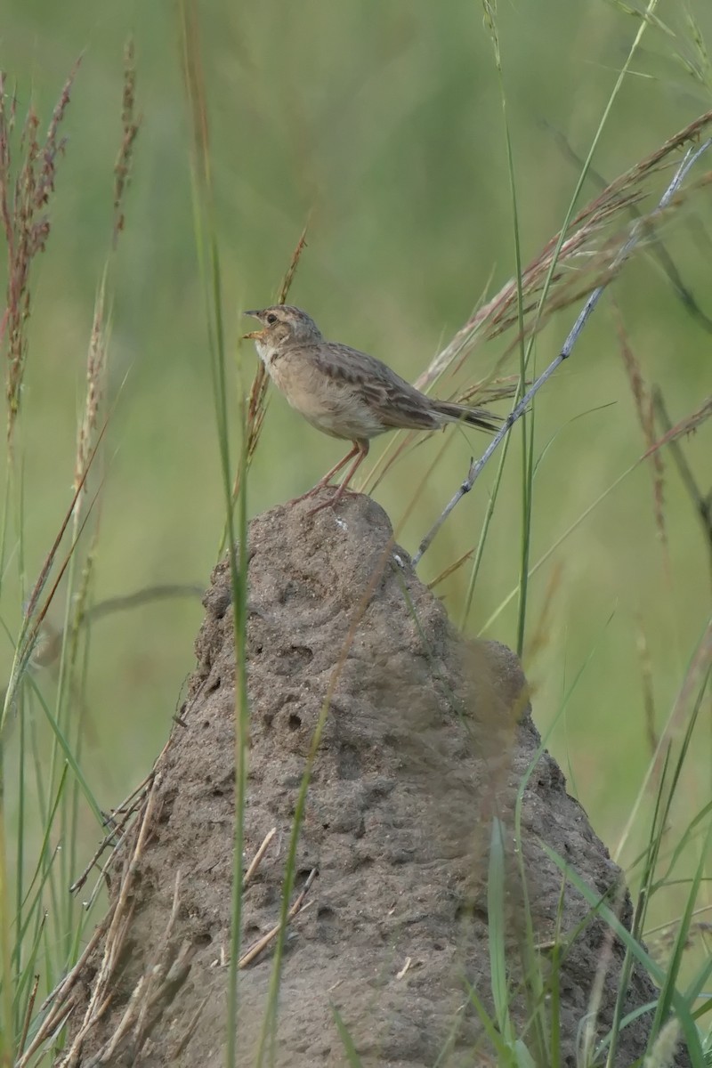 Singing Bushlark - ML613930170