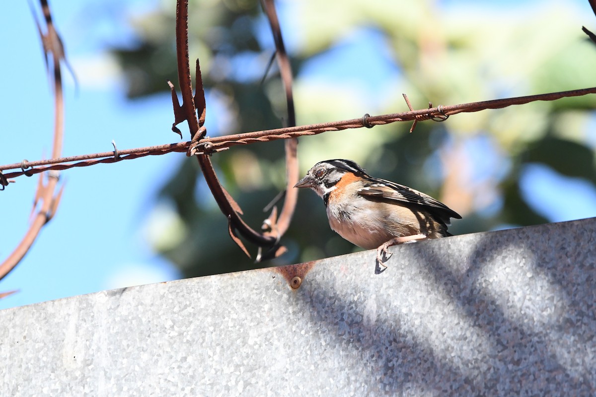 Rufous-collared Sparrow - Maddy Chincarini