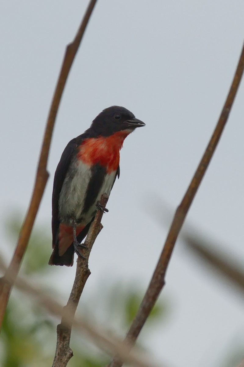 Mistletoebird - Ed Pierce