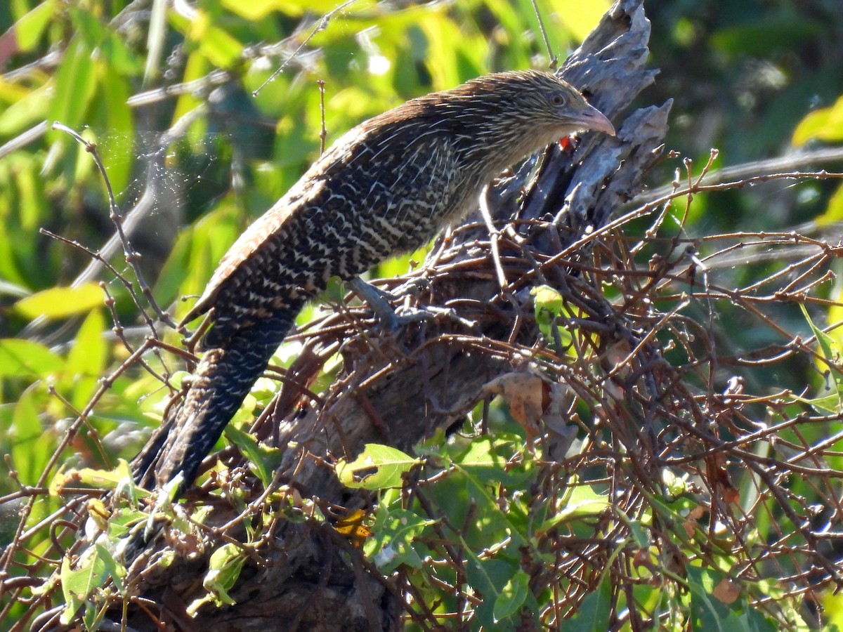 Pheasant Coucal - ML613930188