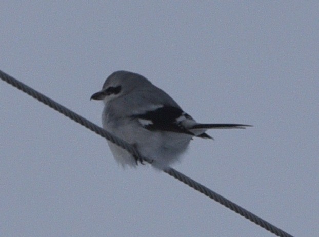 Northern Shrike - ML613930199