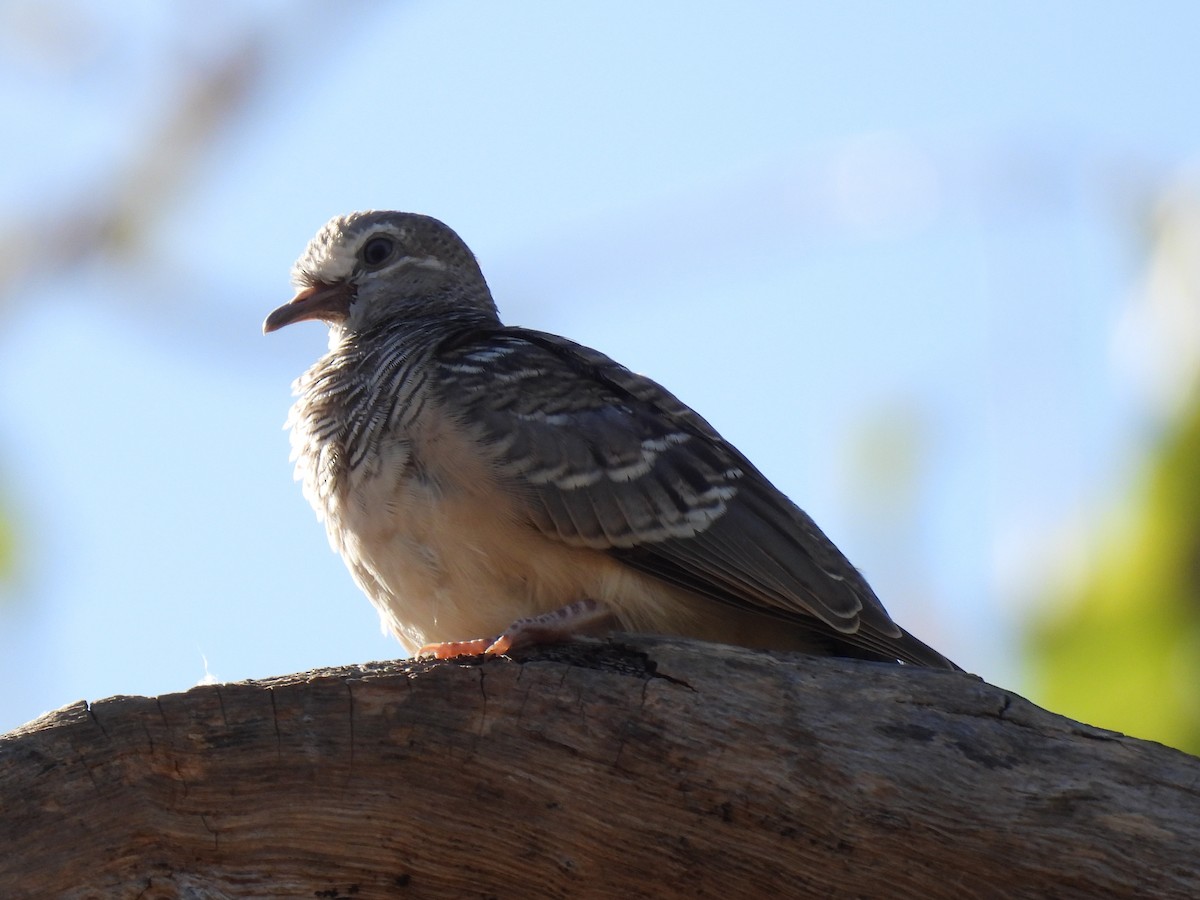 Peaceful Dove - Joshua Kisyma