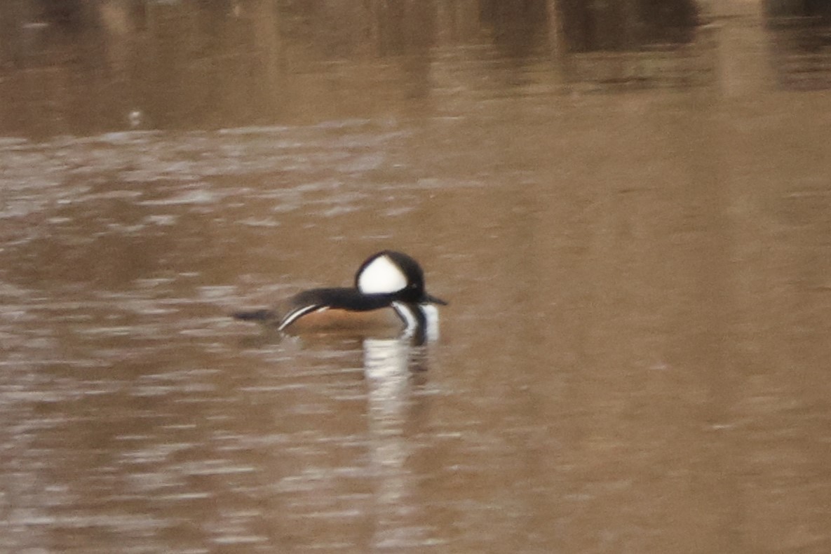 Hooded Merganser - ML613930221