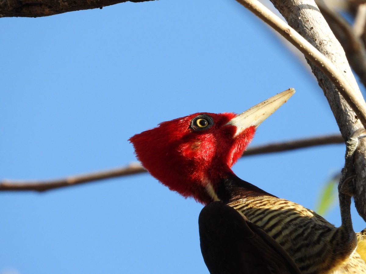 Pale-billed Woodpecker - Olivier Dansereau