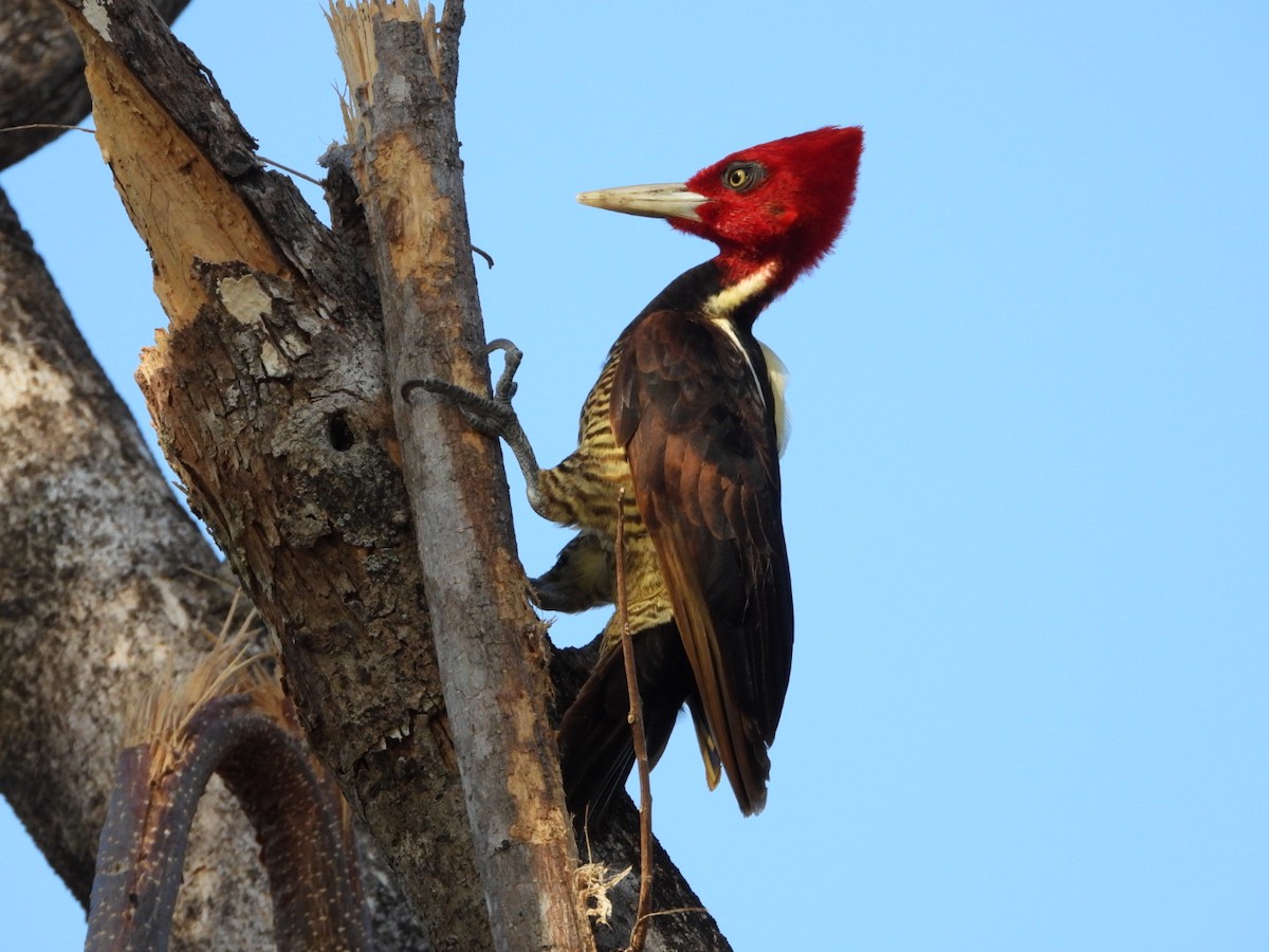 Pale-billed Woodpecker - Olivier Dansereau