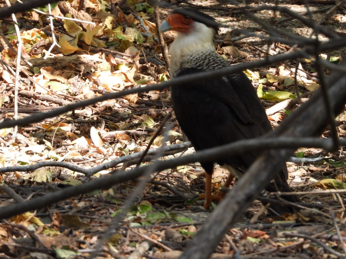 Caracara huppé - ML613930242