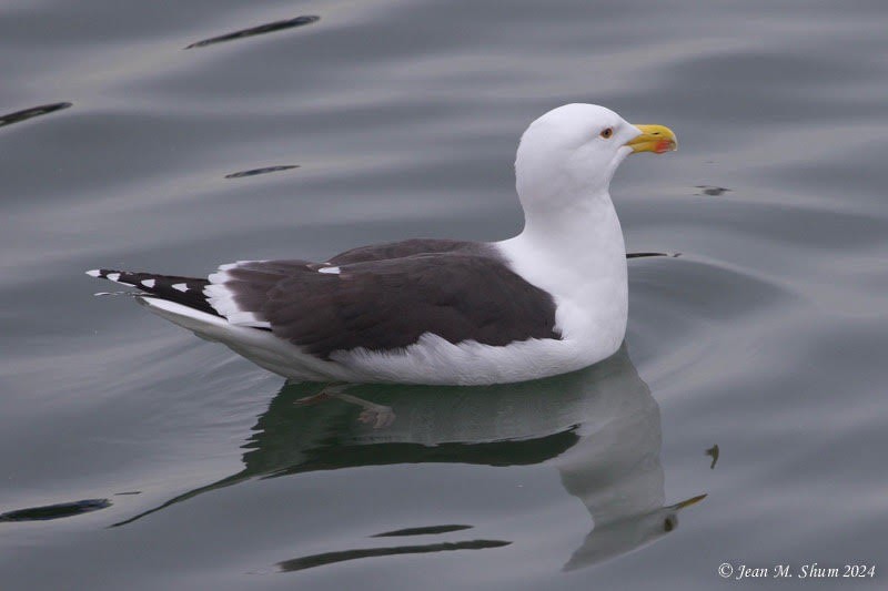 Great Black-backed Gull - Anonymous