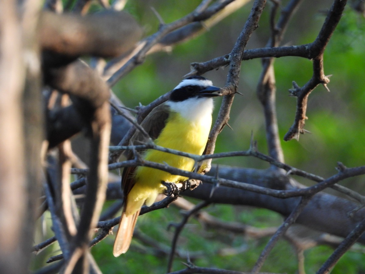 Great Kiskadee - ML613930267