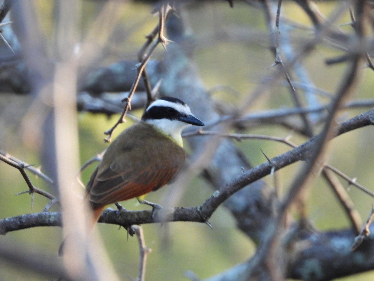 Great Kiskadee - ML613930269