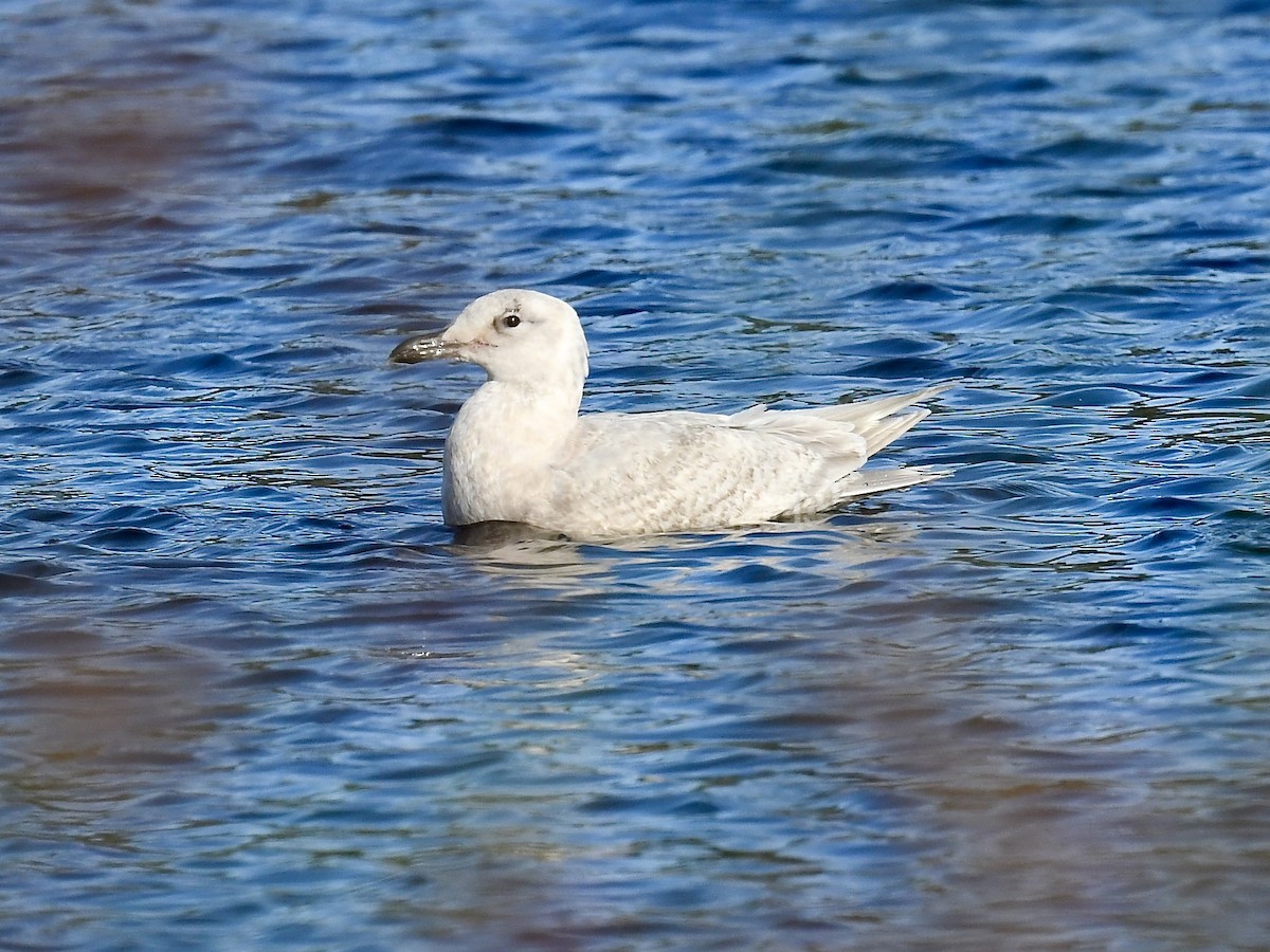 Glaucous-winged Gull - ML613930273