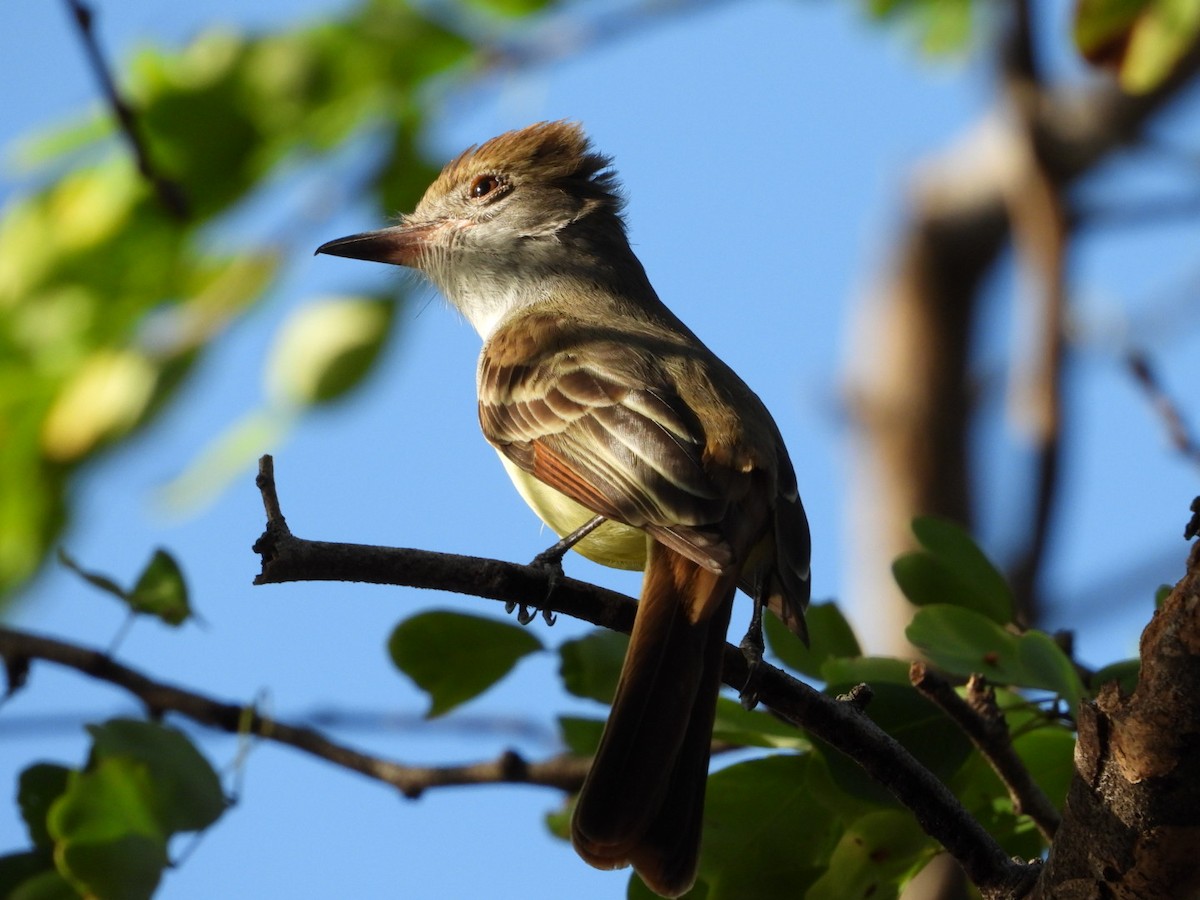 Brown-crested Flycatcher - Olivier Dansereau