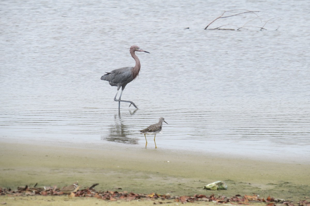 Reddish Egret - Alex Loya