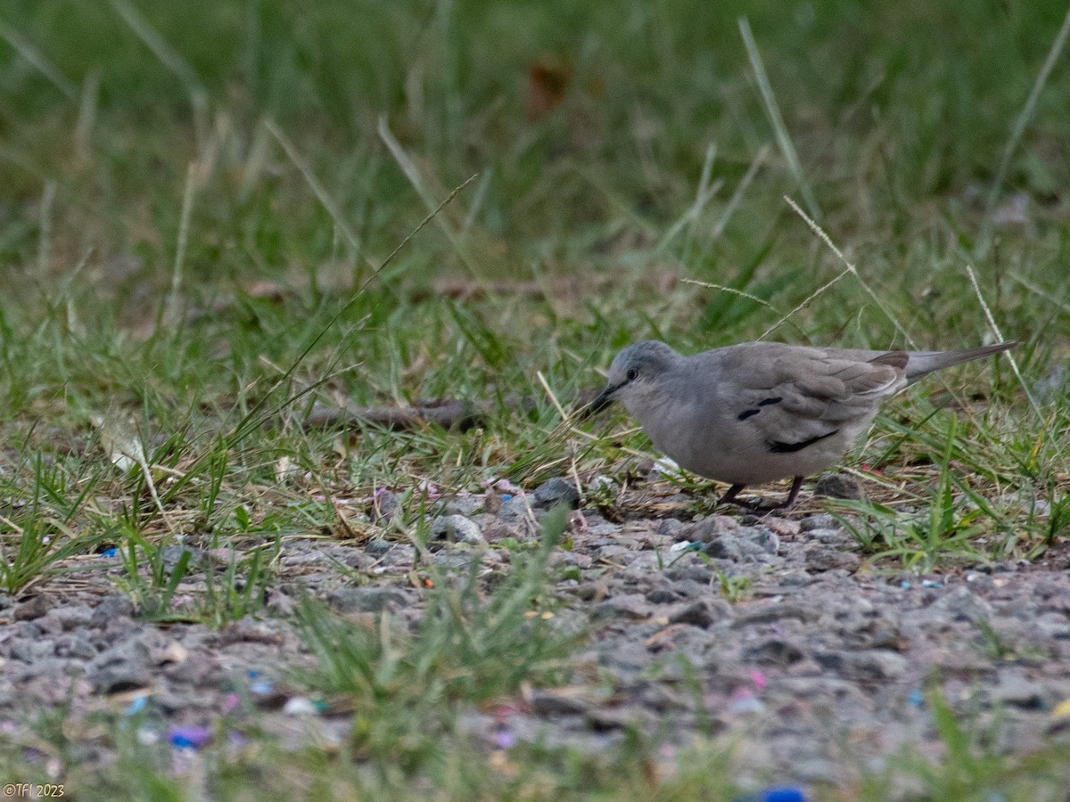 Picui Ground Dove - ML613930291