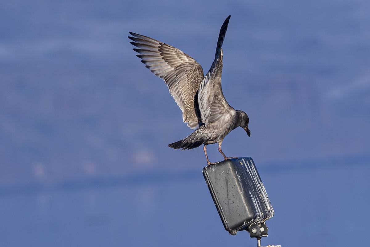 Western x Glaucous-winged Gull (hybrid) - ML613930295