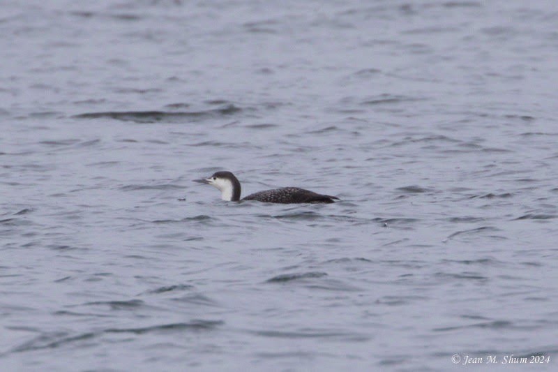 Red-throated Loon - ML613930327