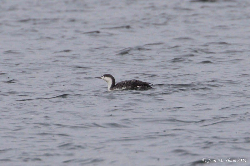 Red-throated Loon - ML613930328