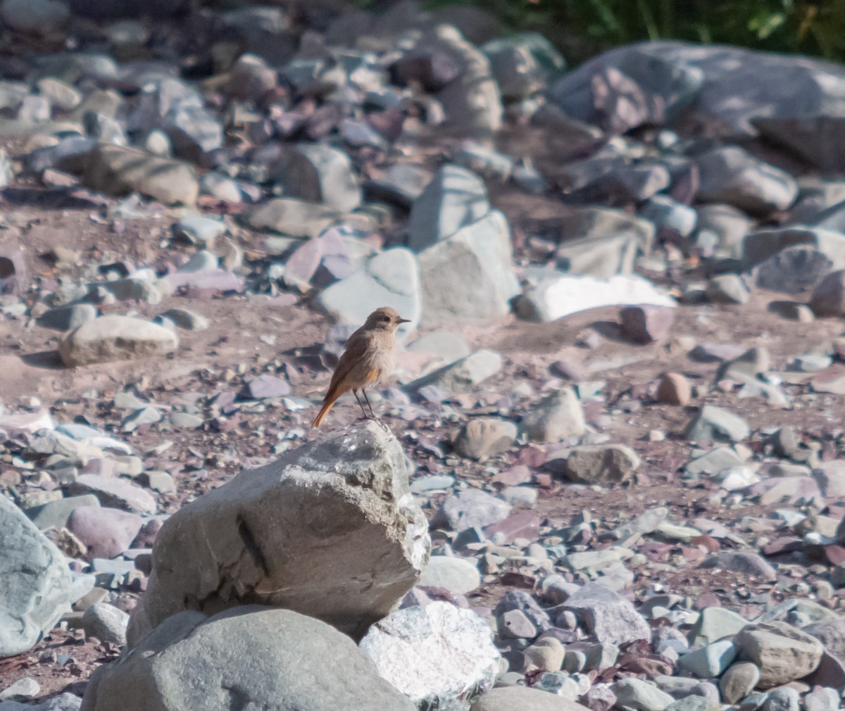 Black Redstart - Arun Raghuraman