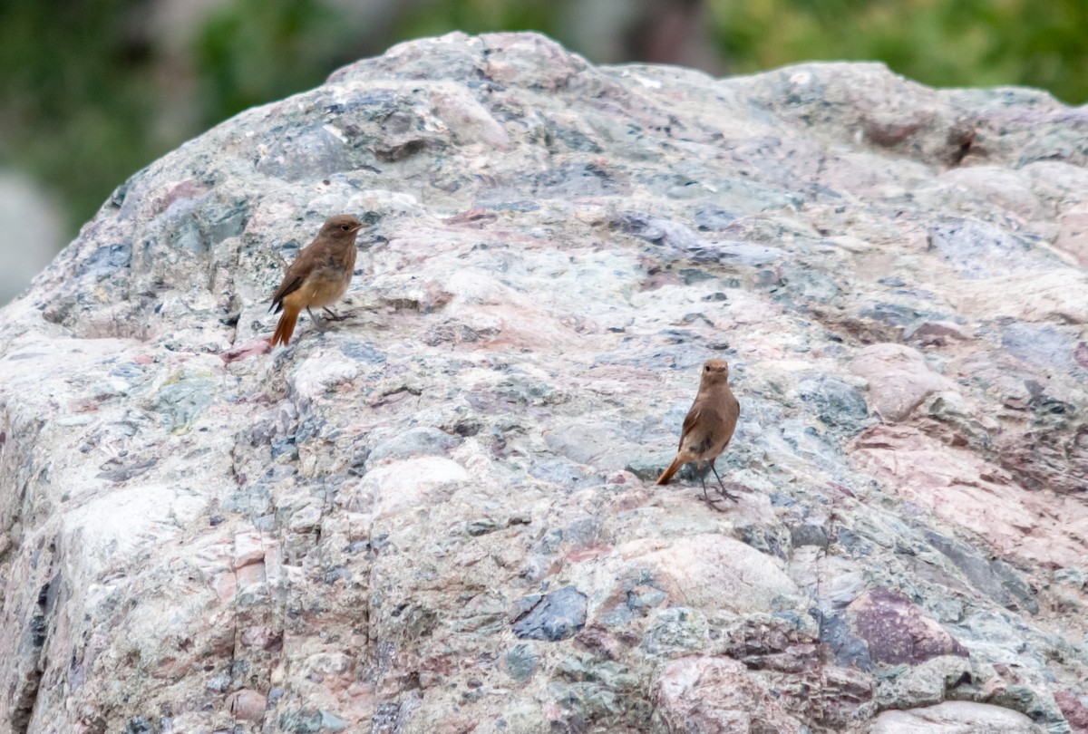 Black Redstart - Arun Raghuraman