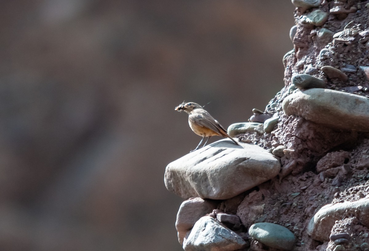 Black Redstart - Arun Raghuraman