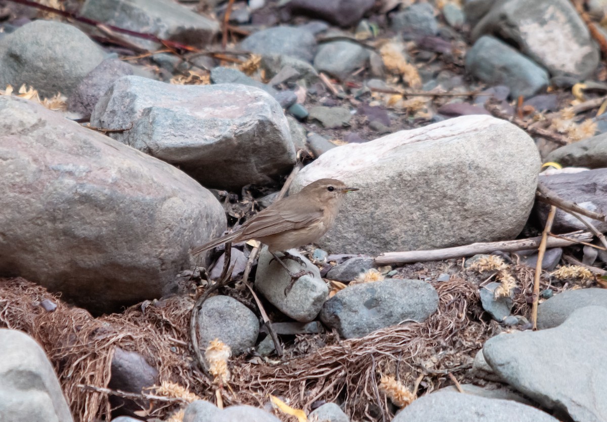 Mountain Chiffchaff - Arun Raghuraman