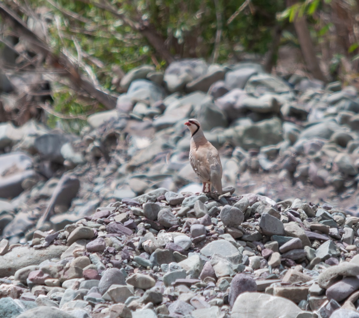 Chukar - Arun Raghuraman