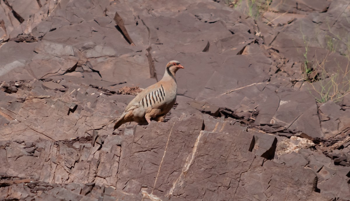 Chukar - ML613930415