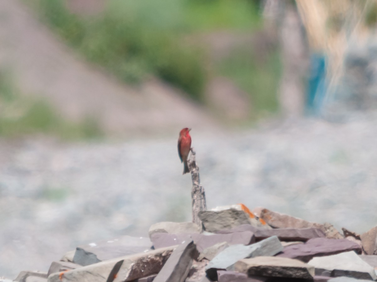 Common Rosefinch - Arun Raghuraman