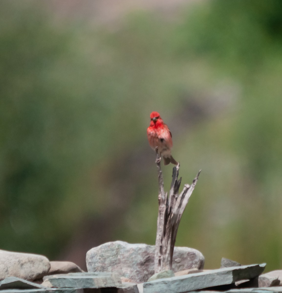 Common Rosefinch - Arun Raghuraman