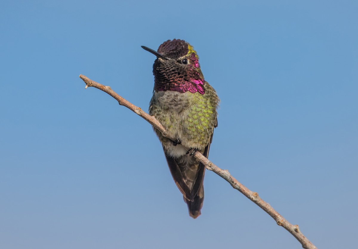 Anna's Hummingbird - ML613930429